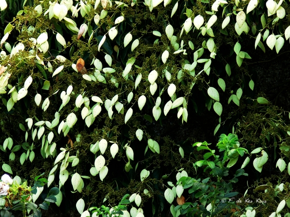 Bois des Moutiers  (27) Summer 2012